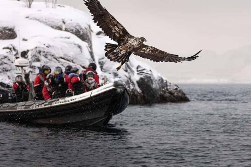 From Svolvær: RIB Boat Lofoten Trollfjord Sea Eagle Safari - Is $125 a fair price?