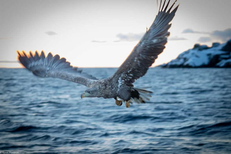 From Svolvær: RIB Boat Lofoten Trollfjord Sea Eagle Safari - Racing through Raftsundet toward the eagles