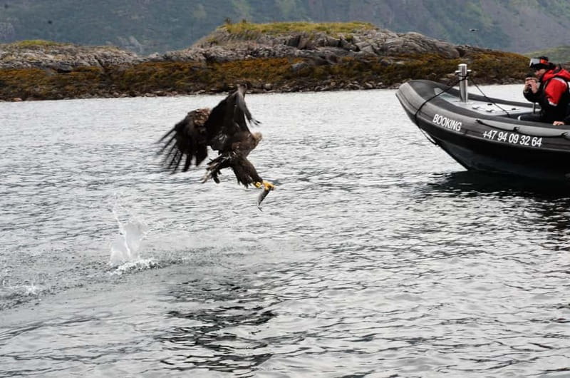 From Svolvær: RIB Boat Lofoten Trollfjord Sea Eagle Safari - Beaches, waterfalls, and Viking places along the route