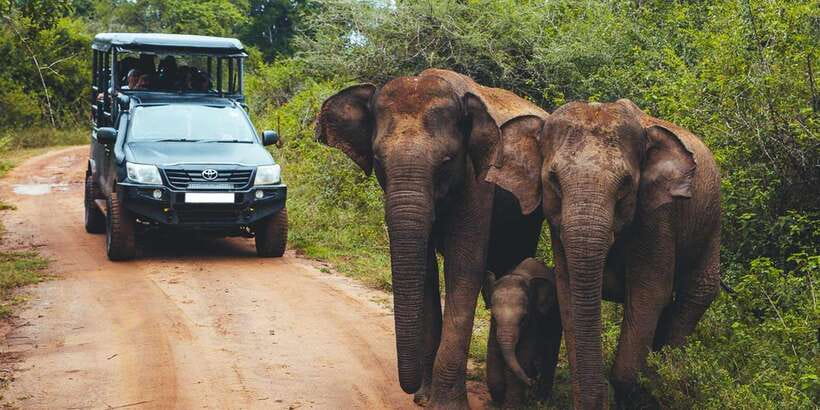 From Tangalle/Hiriketiya: Ella Transfer & Udawalawe Safari - Turning a transfer day into a wildlife outing