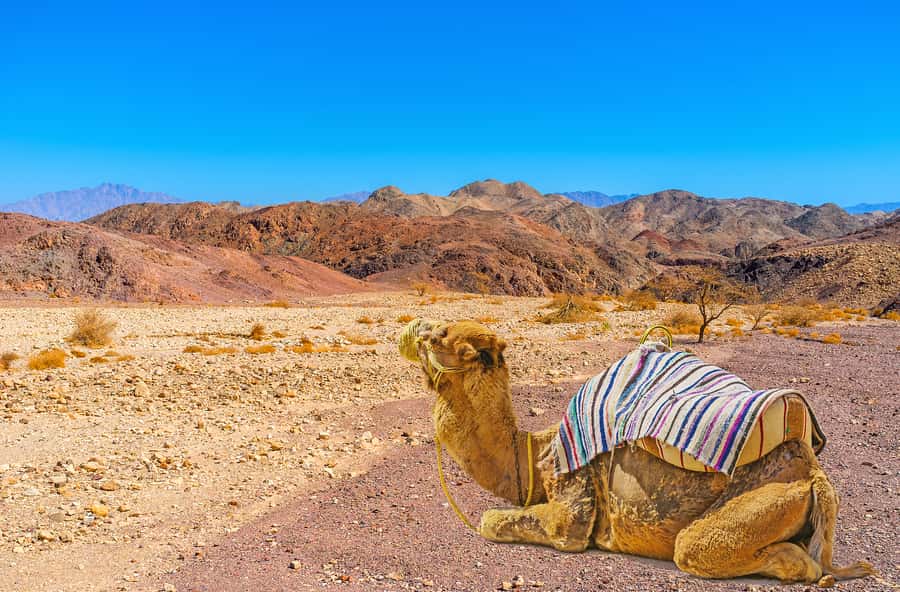 From Tel Aviv: Dead Sea Visit & Desert Safari - The Cliffs of Dragot and Murbaat Caves