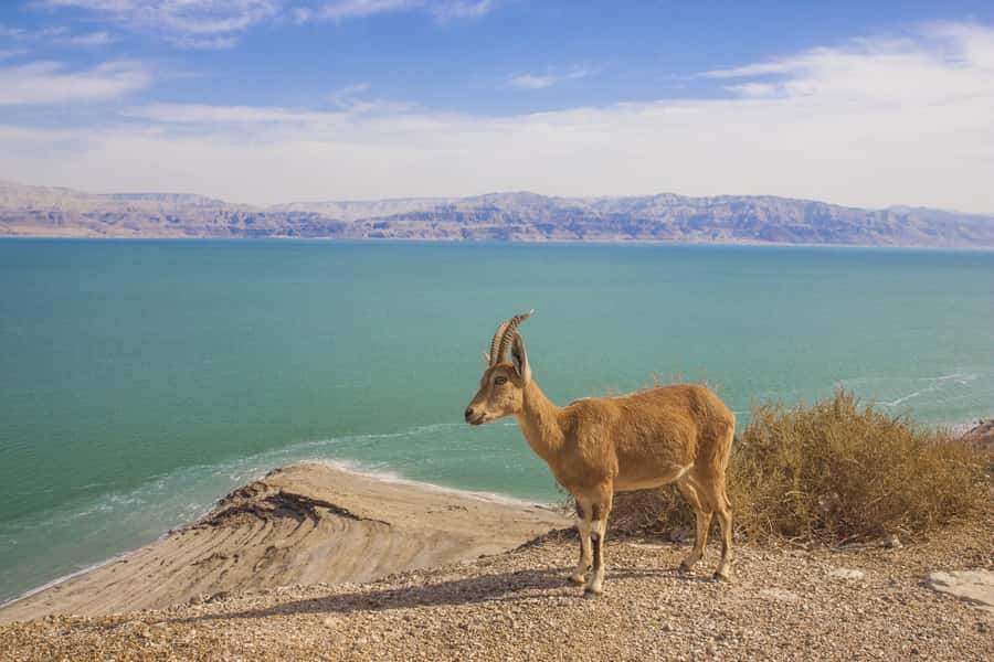 From Tel Aviv: Dead Sea Visit & Desert Safari - Who should book this Judean Desert outing?
