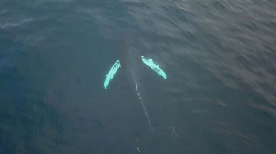 From Tromsø: All-Inclusive Whale & Orca Safari - From Tromsø to Skjervøy by Arctic water