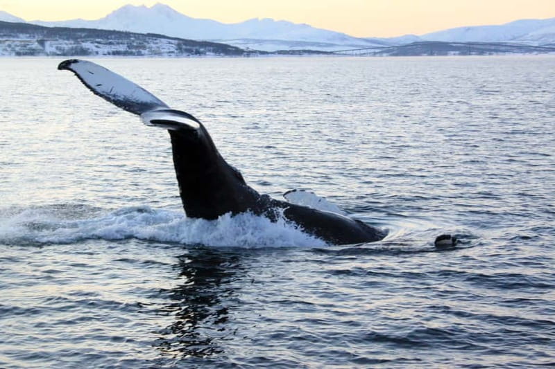 From Tromsø: All-Inclusive Whale & Orca Safari - Reaching Skjervøy’s whale grounds