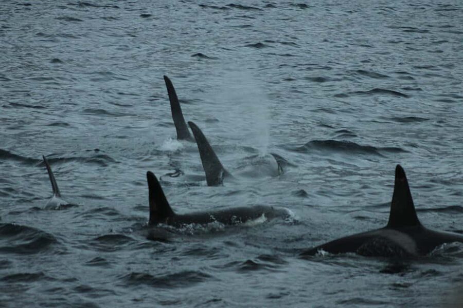 From Tromsø: All-Inclusive Whale & Orca Safari - Time to eat, warm up, and ask questions