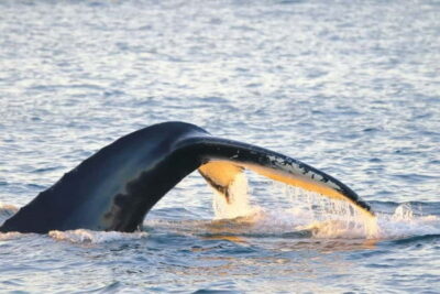 All-Inclusive Whale & Orca Safari