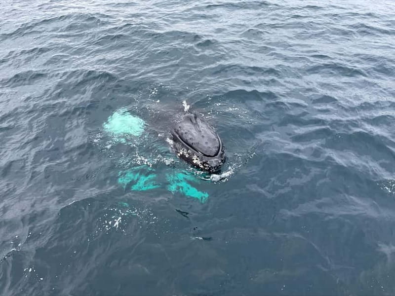 From Tromsø: All-Inclusive Whale & Orca Safari - The long return to Tromsø