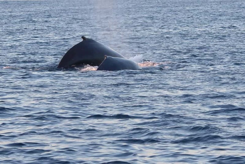 From Tromsø: All-Inclusive Whale & Orca Safari - Who should book this safari?