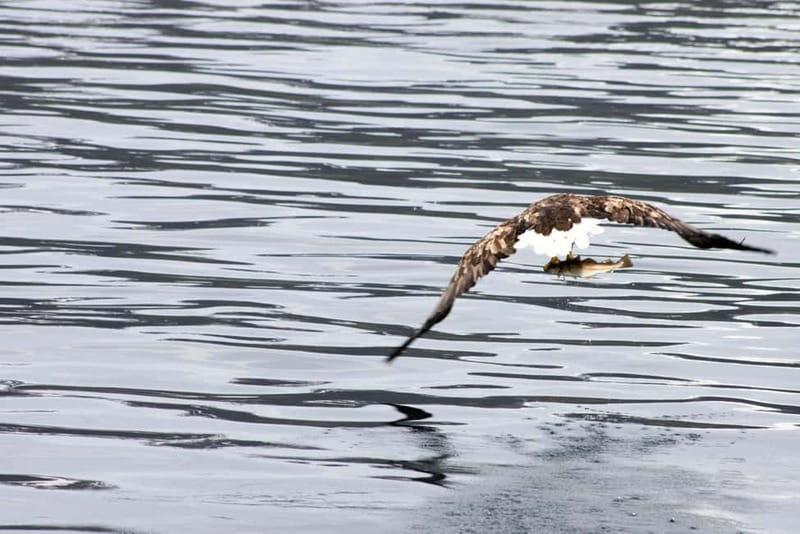 From Tromsø: All-Inclusive Whale & Orca Safari - Should you book the Polar Adventures whale safari?