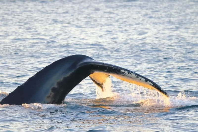 From Tromsø: All-Inclusive Whale & Orca Safari - What you might see besides whales