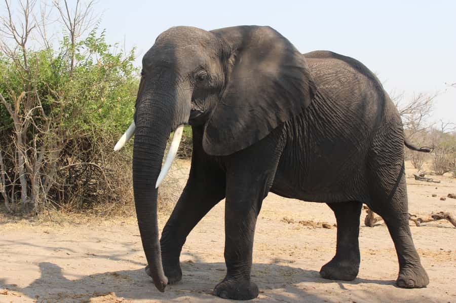 From Victoria Falls: Sunrise to Sunset Chobe Safari - Why Chobe works as a day trip from Victoria Falls