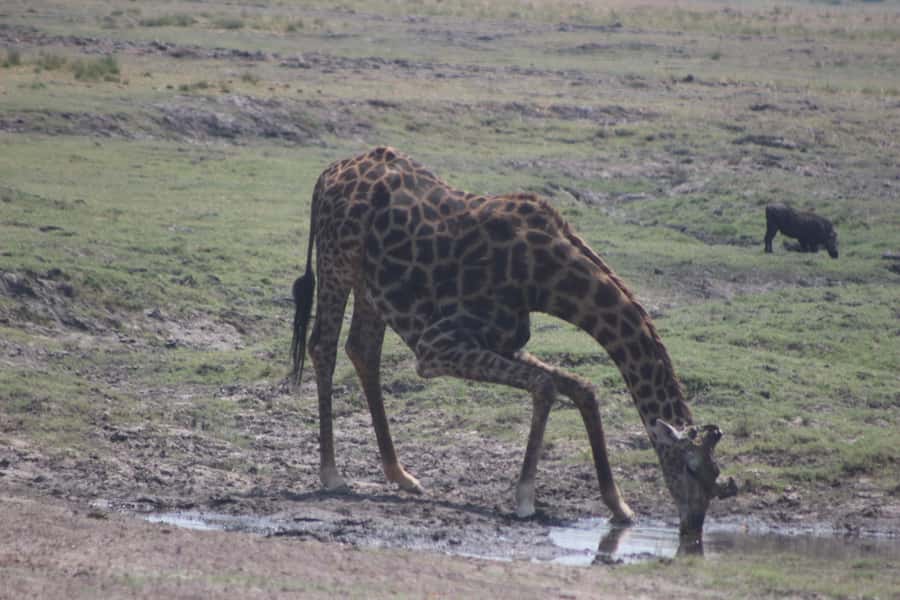From Victoria Falls: Sunrise to Sunset Chobe Safari - The early game drive through Chobe