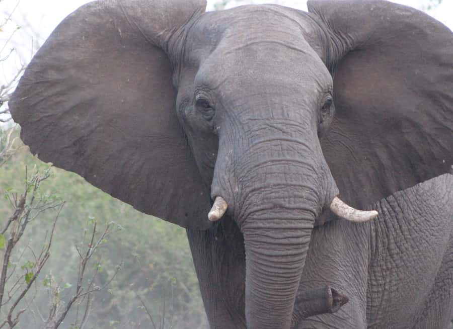 From Victoria Falls: Sunrise to Sunset Chobe Safari - FAQ
