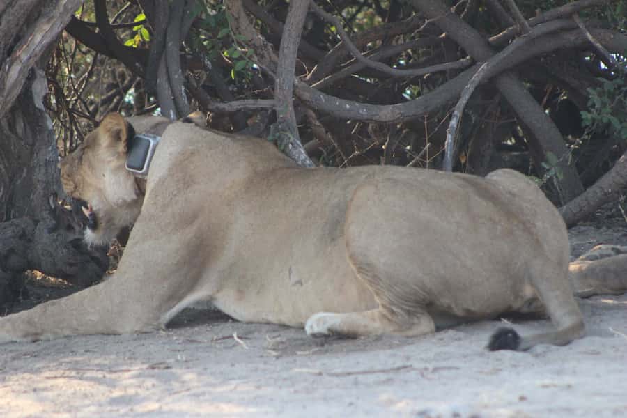 From Victoria Falls: Sunrise to Sunset Chobe Safari - The 5:00 AM pickup and Botswana border
