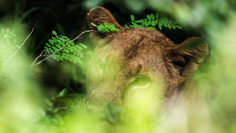 From Zanzibar: 3-Day Selous Safari Trip with Flights - From Zanzibar Beach Hotel to the Bush