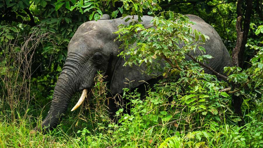 From Zanzibar: 3-Day Selous Safari Trip with Flights - The First Day: A Full Game Drive in Nyerere