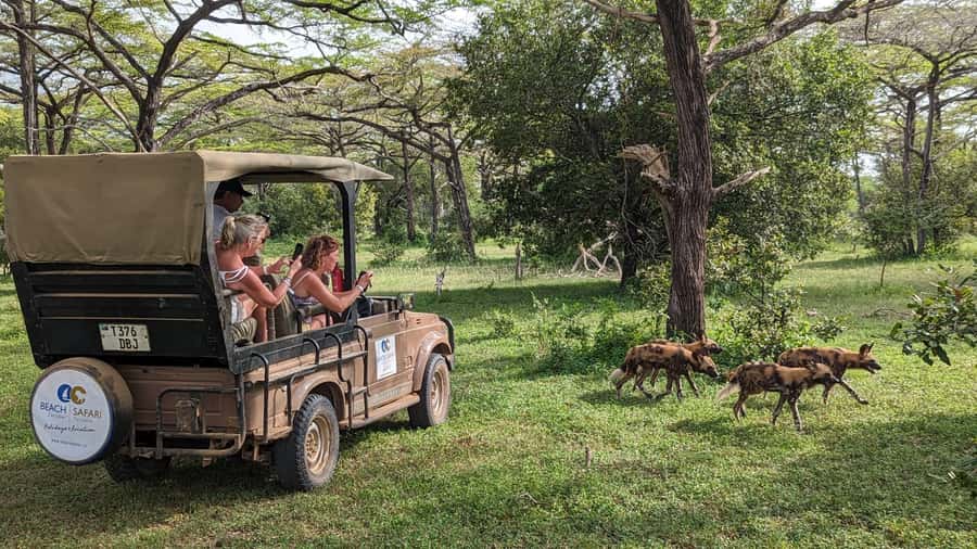 From Zanzibar: Day Selous Game Reserve Safari with Flights - Why This Zanzibar Safari Is Worth Considering