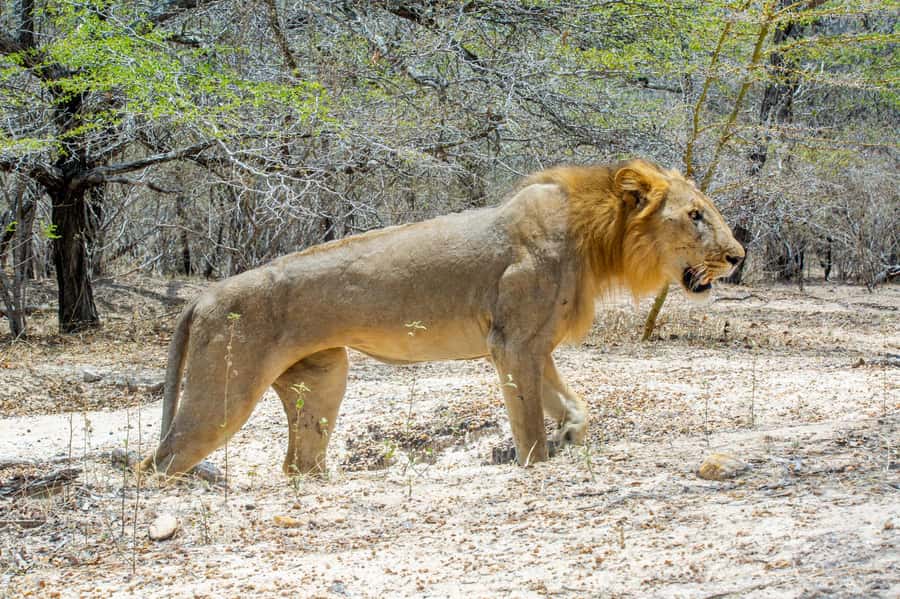From Zanzibar: Day Selous Game Reserve Safari with Flights - The Early Pickup and Flight From Zanzibar