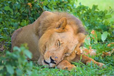Day Selous Game Reserve Safari with Flights
