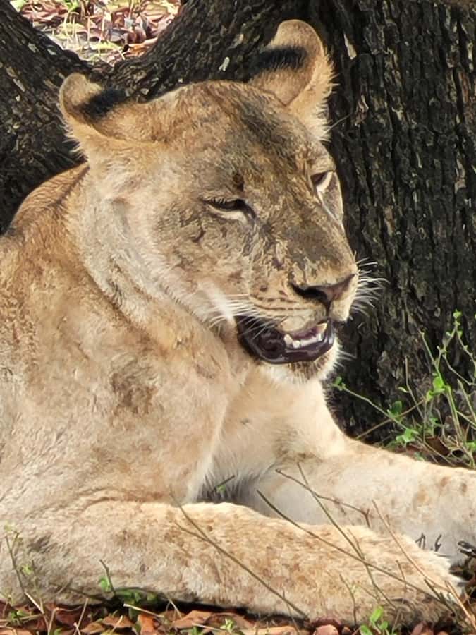 From Zanzibar: Day Selous Game Reserve Safari with Flights - The Roads, Jeep, and Comfort Level