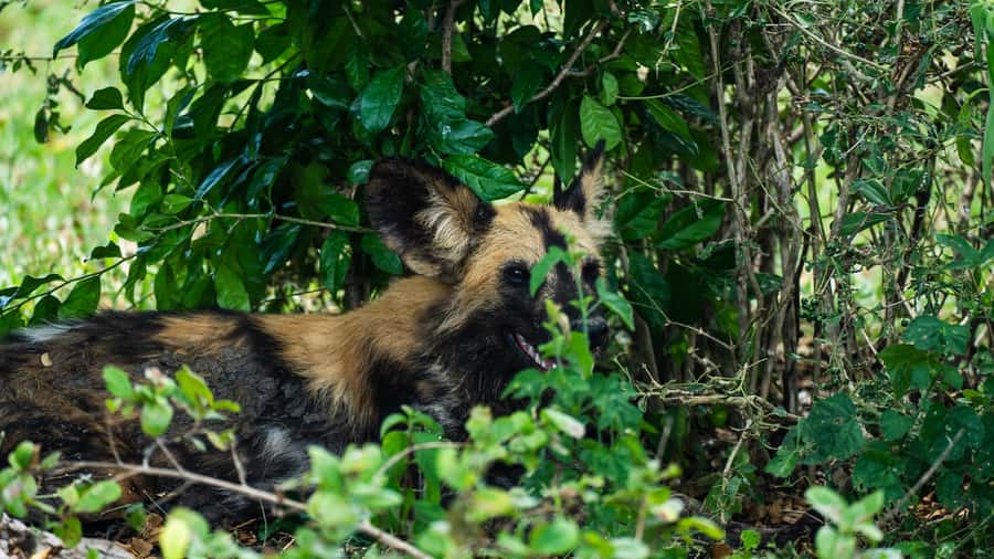 From Zanzibar: Day Selous Game Reserve Safari with Flights - The Return Flight and Hotel Drop-Off