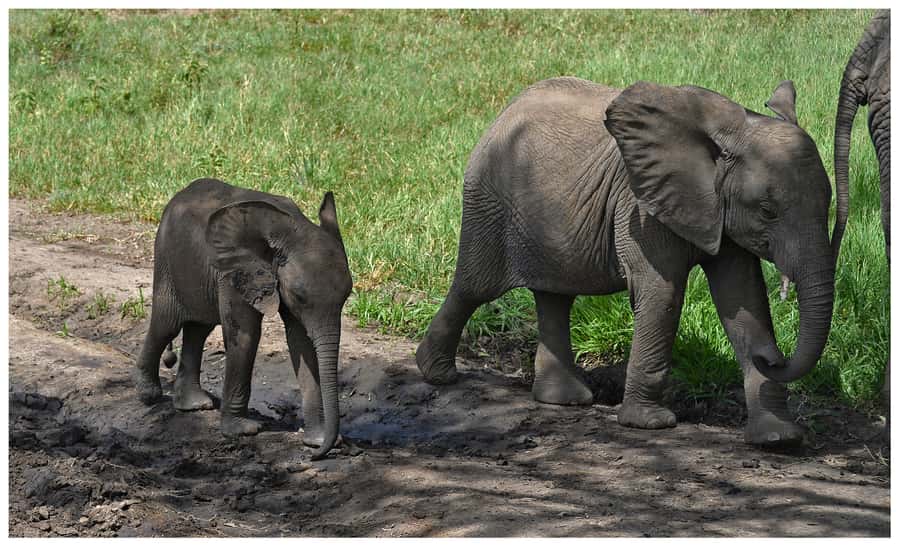 From Zanzibar: Mikumi National Park Guided Safari - From Zanzibar beach to Mikumi bush