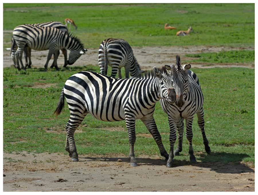 From Zanzibar: Mikumi National Park Guided Safari - What the short flight adds