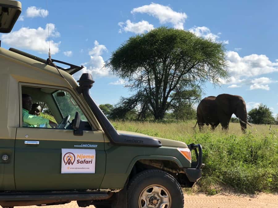 From Zanzibar: Mikumi National Park Guided Safari - Why the timing matters so much