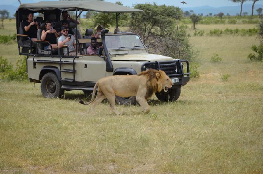 From Zanzibar: Mikumi National Park Guided Safari - The return flight and the weak link in the day