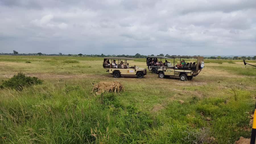 From Zanzibar: Mikumi National Park Guided Safari - How the experience measures up overall