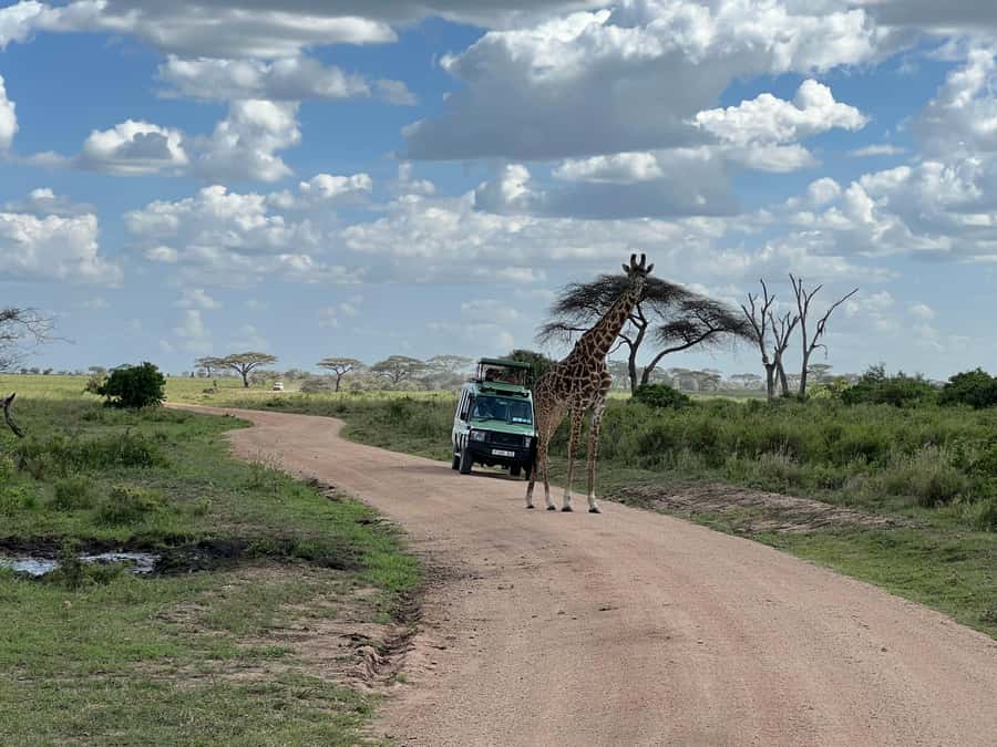 From Zanzibar: Mikumi National Park Guided Safari - Eight hours inside Mikumi National Park