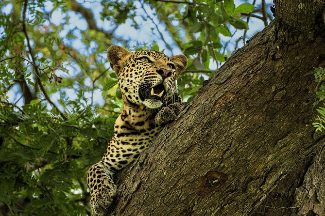 From Zanzibar: Mikumi Safari Day Trip with Flights and Meal - Quick facts about the Mikumi day safari