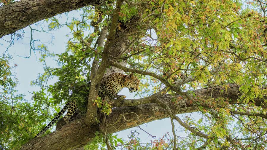 From Zanzibar: Mikumi Safari Day Trip with Flights and Meal - Who should book this safari?