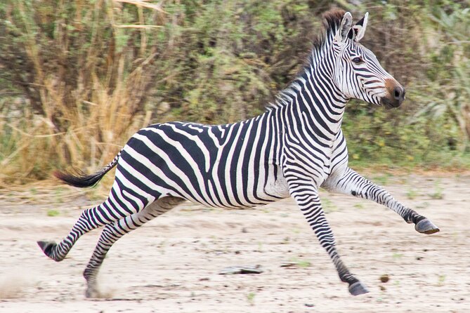 From Zanzibar: Mikumi Safari Day Trip with Flights and Meal - Why Mikumi works as a day trip from Zanzibar