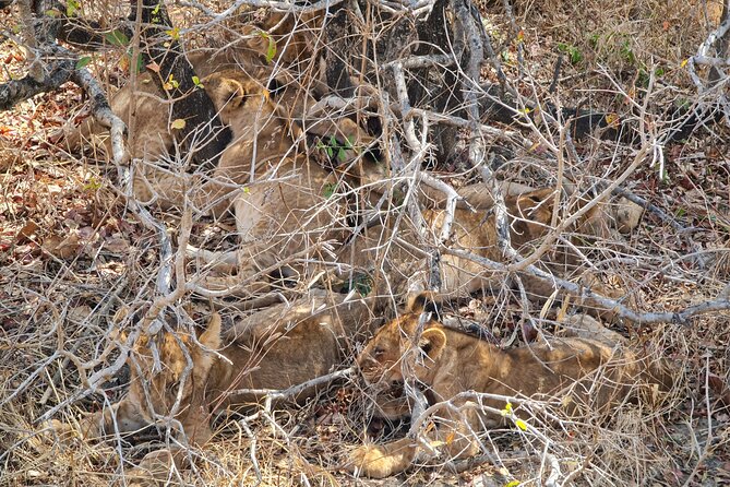From Zanzibar: Mikumi Safari Day Trip with Flights and Meal - The small plane to Mikumi