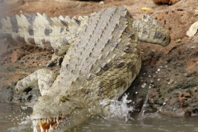 Mikumi Safari Day Trip with Flights and Meal