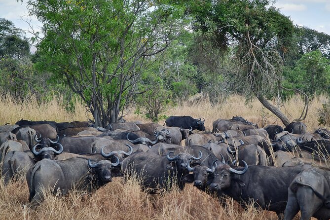 From Zanzibar: Mikumi Safari Day Trip with Flights and Meal - Landing at Mikumi and joining the shared 4x4