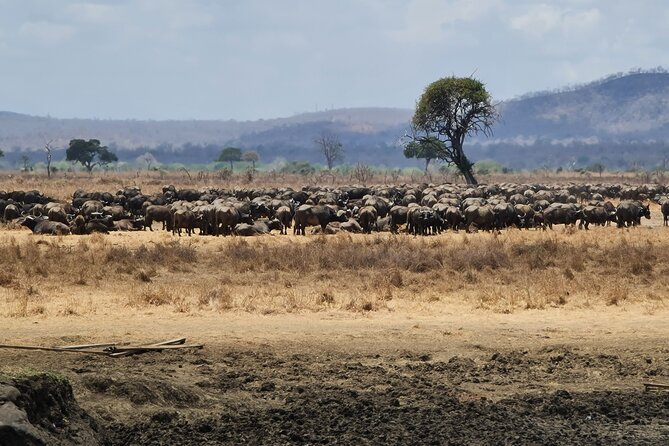 From Zanzibar: Mikumi Safari Day Trip with Flights and Meal - What you might see in one day