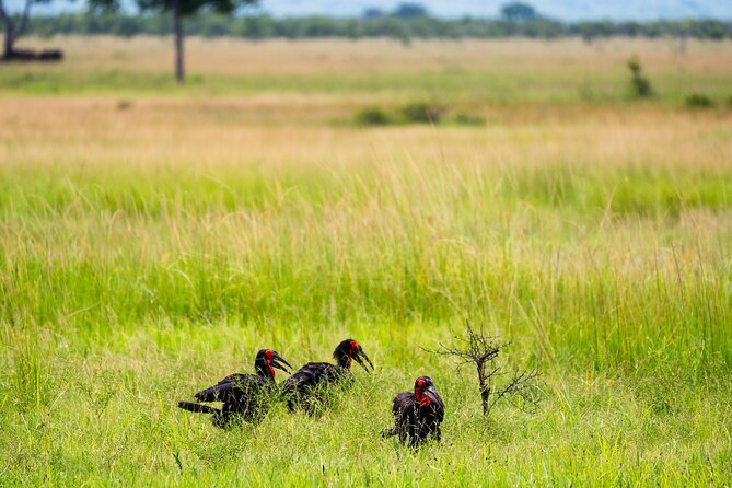 From Zanzibar: Mikumi Safari Day Trip with Flights and Meal - Bush lunch around 1 p.m.