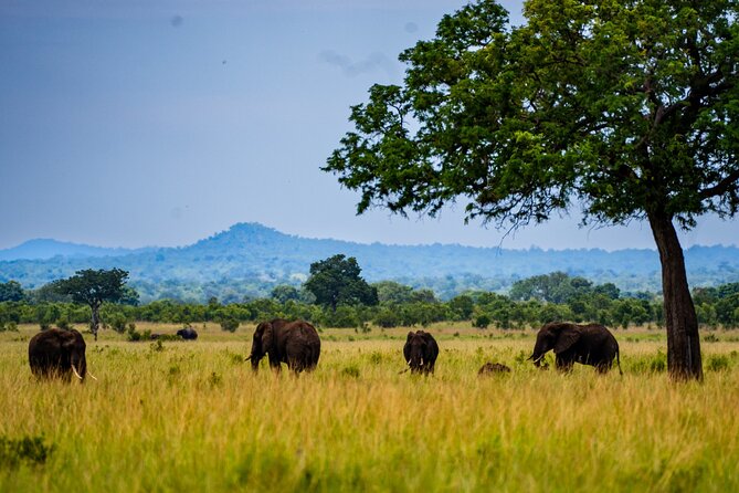 From Zanzibar: Mikumi Safari Day Trip with Flights and Meal - Is $451 a fair price?