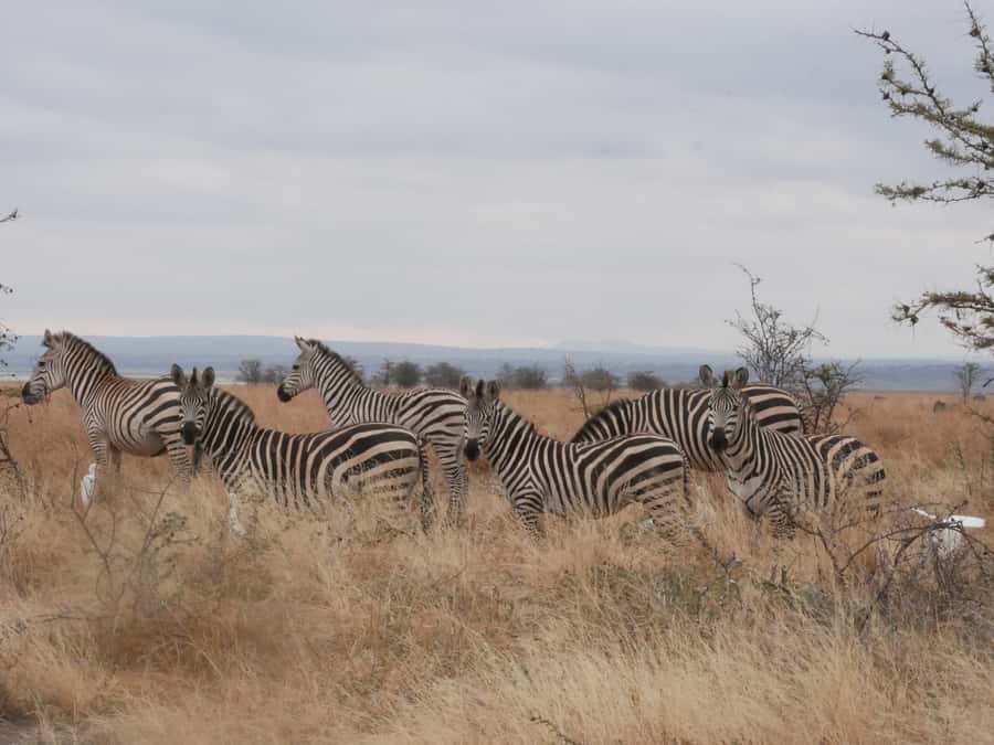 From Zanzibar: Nyerere National Park Game Drive with Lunch - Why flying from Zanzibar changes the safari