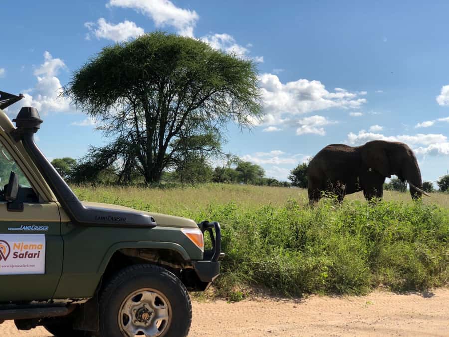 From Zanzibar: Nyerere National Park Game Drive with Lunch - Mtemere airstrip and the start of the game drive