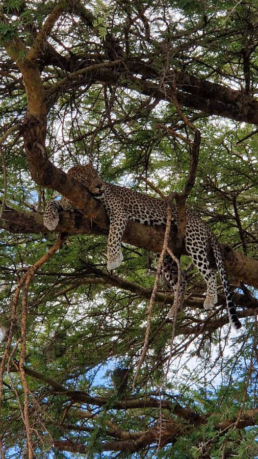From Zanzibar: Nyerere National Park Game Drive with Lunch - The bush lunch at about 1:30 PM