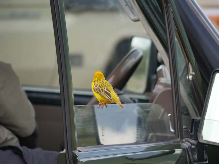 From Zanzibar: Nyerere National Park Game Drive with Lunch - Who should book this day safari?
