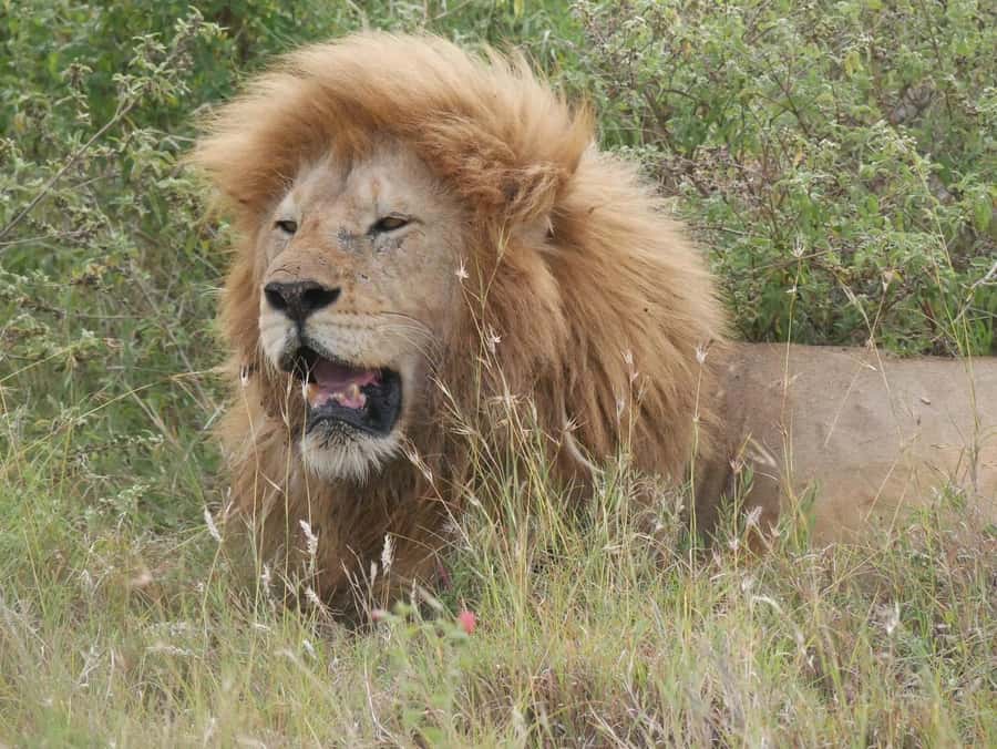 From Zanzibar: Nyerere National Park Game Drive with Lunch - The early hotel pickup and airport handoff