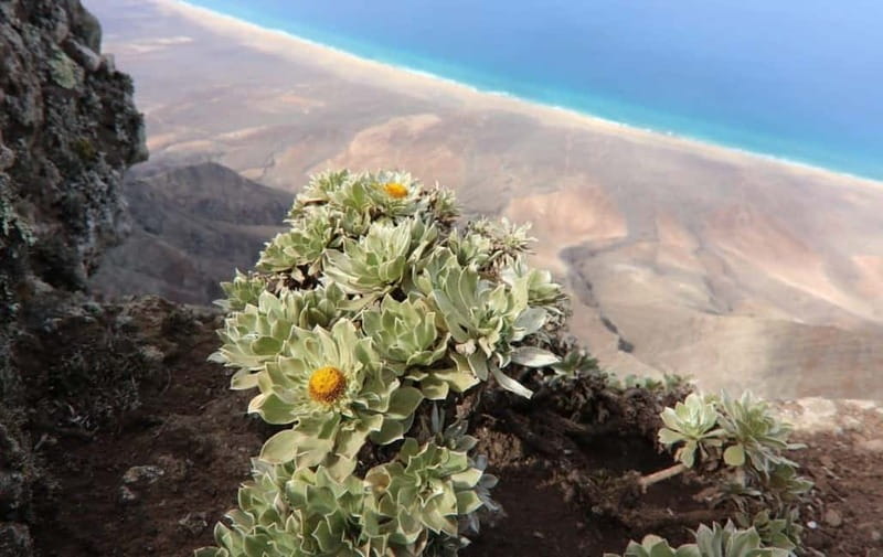 Fuerteventura: Cofete Safari - Puertito gives the day a slower middle