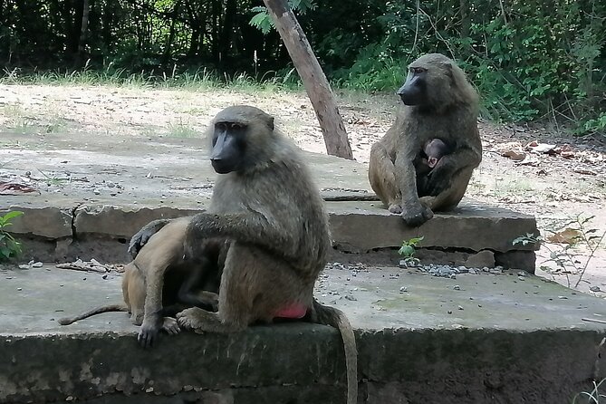 Full-Day Accra Safari and Boat Cruise Private Tour - Lunch and the value of the full package