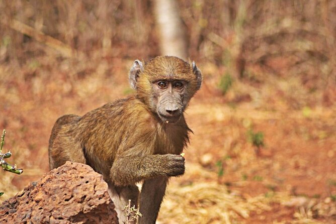 Full-Day Accra Safari and Boat Cruise Private Tour - Who should book this experience