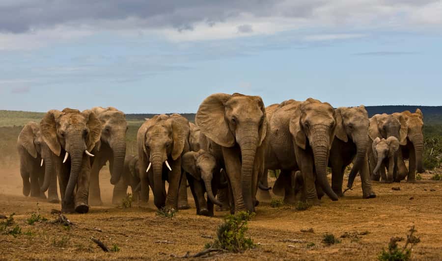 Full-Day All Inclusive Safari with Traditional Braai Lunch - Key points before you book