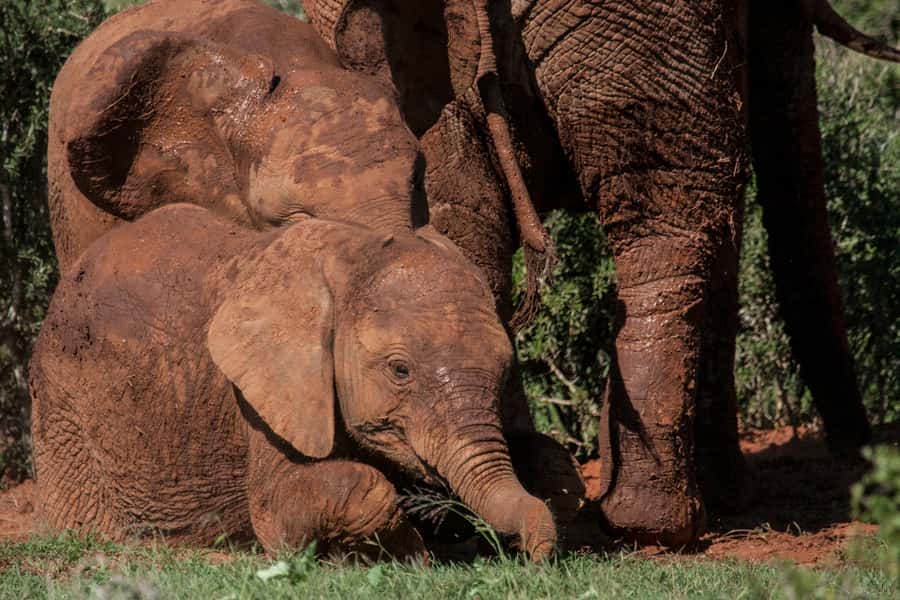 Full-Day All Inclusive Safari with Traditional Braai Lunch - Should you book this Addo safari?